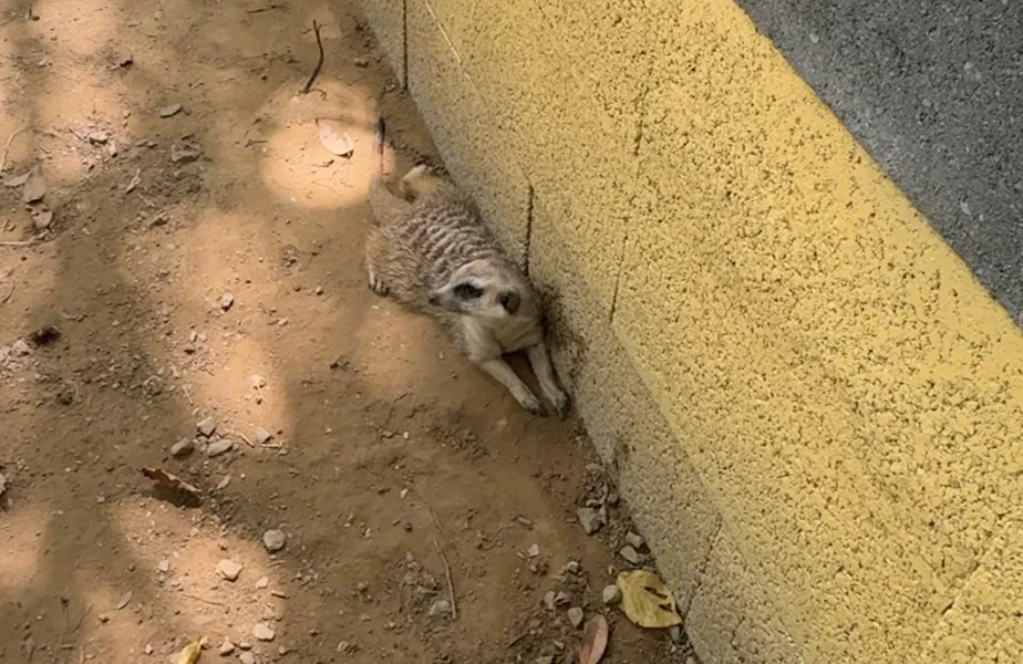 陶淬湖庭園咖啡的小動物,一隻狐獴趴在園區的沙地上曬太陽